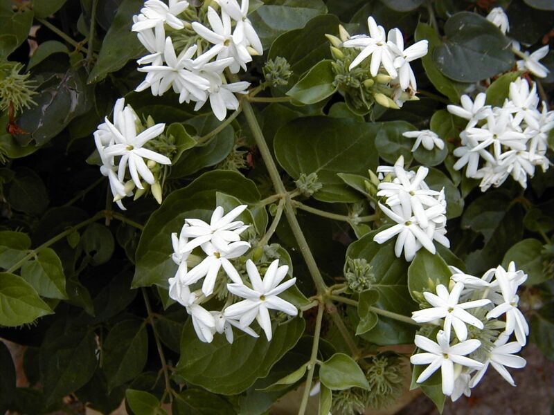 Вьющиеся растения с белыми цветами фото и названия